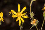 Lynn Haven goldenaster